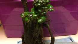 Foto mit 29.04.2021 große Moorkienwurzel mit Anubias bonsai