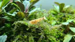 aquarium-von-aquatobi90-borneo-wild_Red Fancy Tiger auf Moos 
