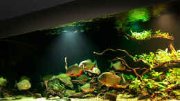 aquarium-von-cariba-piranha-aquarium_