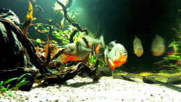 aquarium-von-cariba-piranha-aquarium_