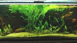 aquarium-von-volker-hebestreit-becken-4368_Beachte das Wachstum von A. ulvaceus gegenüber den Start-Bi
