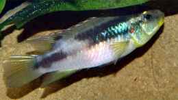 Aquarium einrichten mit Benitochromis finleyi Ebonji (Kamerun)