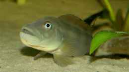 Aquarium einrichten mit Steatocranus tinanti, Männchen 