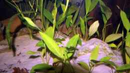 Aquarium einrichten mit verschiedene Speerblätter (u.a. Anubias hastifolia)