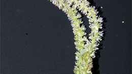 Foto mit Blütenstand von Aponogeton ulvaceus