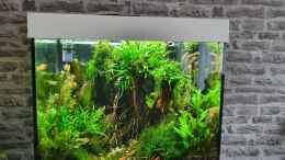 aquarium-von-der-theoretiker-projekt-aquascape_ 01.12.201 Mit Stängelpflanzen (rotala)