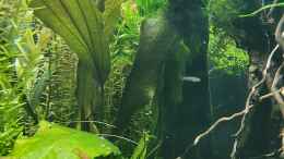 aquarium-von-der-theoretiker-projekt-aquascape_19.12 2021 echinodorus rose