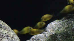 Aquarium einrichten mit Tropheus kiriza yellow
