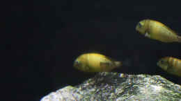 Aquarium einrichten mit Tropheus kiriza yellow