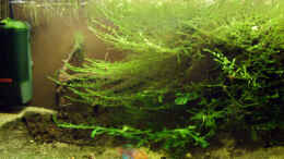aquarium-von-roland-saager-mosambik---weiher-am-rio-pungue_Aquarium Hauptansicht von MOSAMBIK - Weiher am Rio Pungue
