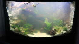 aquarium-von-aquarienlandschaften-eck-aquarium-venezia-350-l-fluval_erst etwas trübes Wasser