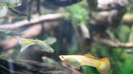 aquarium-von-aquarienlandschaften-eck-aquarium-venezia-350-l-fluval_(Paar) Guppy Snakeskin, Poecilia reticulata 