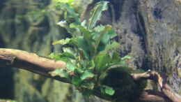 Foto mit Bucephalandra pygmaea wavy Green + mit Mooskugel befestigt