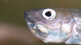 aquarium-von-ravaka-die-haengenden-felsen-von-mpulungu_Cyprichromis leptosoma ´mpulungu´