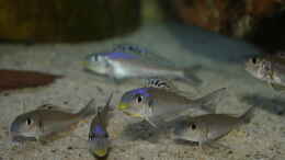 aquarium-von-ravaka-die-haengenden-felsen-von-mpulungu_Xenotilapia bathyphilus ´Congo blue Princess´