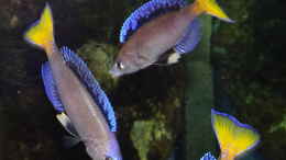 aquarium-von-ravaka-die-haengenden-felsen-von-mpulungu_Cyprichromis leptosoma ´Mpulungu´