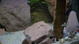 aquarium-von-ravaka-die-haengenden-felsen-von-mpulungu_flache Steinplatte als Laichplatz für Ohthalmotilapia