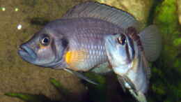 aquarium-von-ravaka-die-haengenden-felsen-von-mpulungu_Altolamprologus compressiceps Sumbu Shell
