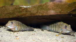 Aquarium einrichten mit Tanganicodus irsacae ´Kigoma´