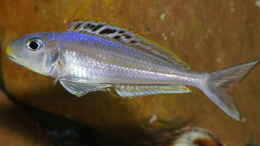 Aquarium einrichten mit Xenotilapia bathyphilus ´Congo blue Princess´