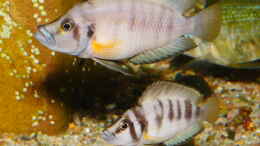 aquarium-von-ravaka-die-haengenden-felsen-von-mpulungu_Altolamprologus compressiceps Sumbu Shell