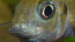 aquarium-von-ravaka-die-haengenden-felsen-von-mpulungu_Tragendes Ophthalmotilapia ventralis ´Mikongola´ Weibchen