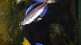aquarium-von-ravaka-die-haengenden-felsen-von-mpulungu_Cyprichromis leptosoma ´Mpulungu´