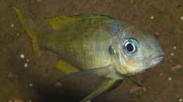 aquarium-von-ravaka-die-haengenden-felsen-von-mpulungu_Ophthalmotilapia ventralis ´Mikongola´ Männchen