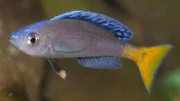 Foto mit Cyprichromis leptosoma ´mpulungu´