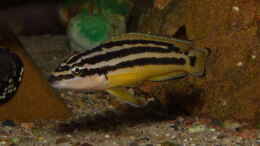 Foto mit Julidochromis ornatus ´Yellow Zaire´