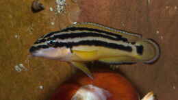 Foto mit Julidochromis ornatus ´yellow Zaire´