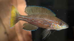 Foto mit Paracyprichromis brieni ´Izinga´ WF