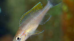 Foto mit Paracyprichromis brieni ´Rumonge´