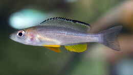 Foto mit Paracyprichromis brieni ´Rumonge´