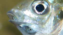 Foto mit Tragendes Ophthalmotilapia ventralis ´Mikongola´ Weibchen