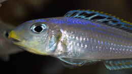 Foto mit Xenotilapia bathyphilus ´Congo blue Princess´
