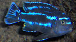 Aquarium einrichten mit Melanochromis johannii m