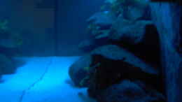 aquarium-von-boehmo-becken-4385_von rechts mit Mondlicht