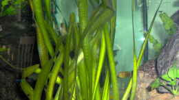 aquarium-von-boehmo-becken-4385_Vallisneria gigantea - Riesenvallisnerie