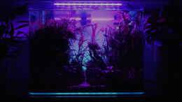 aquarium-von-michi0311-jungle-rock_