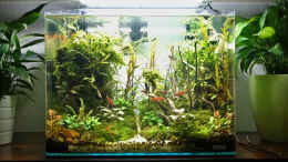 aquarium-von-michi0311-jungle-rock_