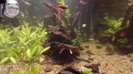 aquarium-von-c-na-mangrove-im-bachlauf-aufgeloest-am-23-12-2023_Schleierkardinal, Neon Reisfisch und gelber Kardinalfisch am