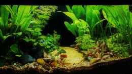 aquarium-von-okefenokee-betta-jungle--aufgeloest-_25.05.2023