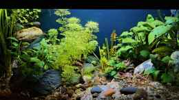 aquarium-von-okefenokee-betta-jungle--aufgeloest-_05.01.2023