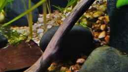 aquarium-von-okefenokee-betta-jungle--aufgeloest-_River Pebbles immer wieder gerne zur Deko genommen