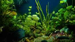 aquarium-von-okefenokee-betta-jungle--aufgeloest-_15.12.2022