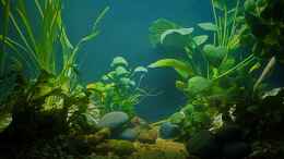 aquarium-von-okefenokee-betta-jungle--aufgeloest-_11.11.2022 Nach dem Aus- und wieder einräumen. 