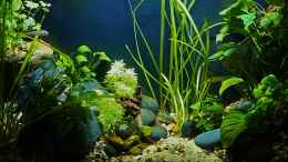aquarium-von-okefenokee-betta-jungle--aufgeloest-_04.12.2022