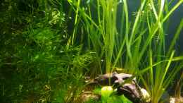 aquarium-von-okefenokee-betta-jungle--aufgeloest-_Nixkraut wächst super