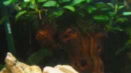 aquarium-von-joerg-sommer-becken-439_Mbuna Pflanzen
